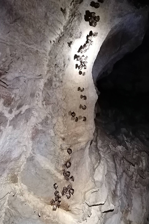 Veliki podkovnjaki na stropu Jazbine. Foto Maj Kastelic
