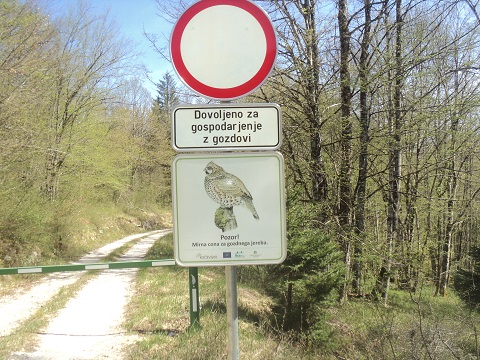 Cesta je zaprta zaradi mirne cone za gozdnega jereba.