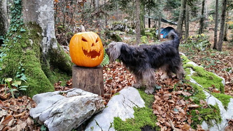 Kakor se za 1. november spodobi, tudi buča je bila.