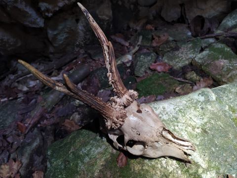 Okostij različnih živali v tukajšnjih breznih res ne manjka. Foto Zvonka
Janežič