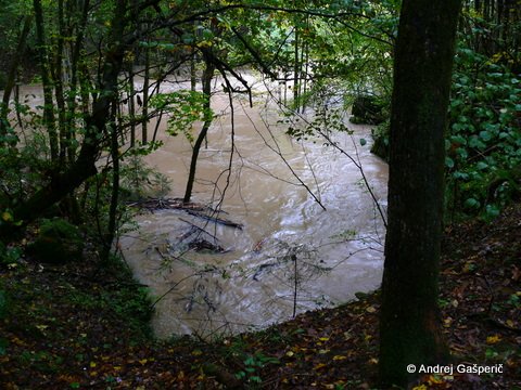 Risanca.