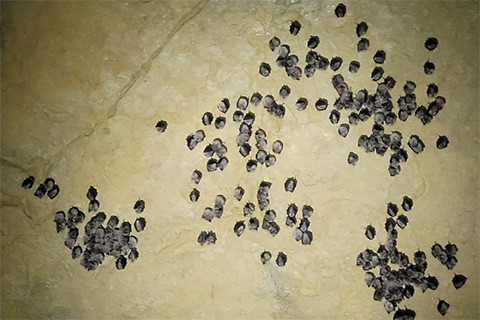 Skupina velikih podkovnjakov na začetku južnega rova v Čaganki. Foto Aja Zamolo, 19.2.2023