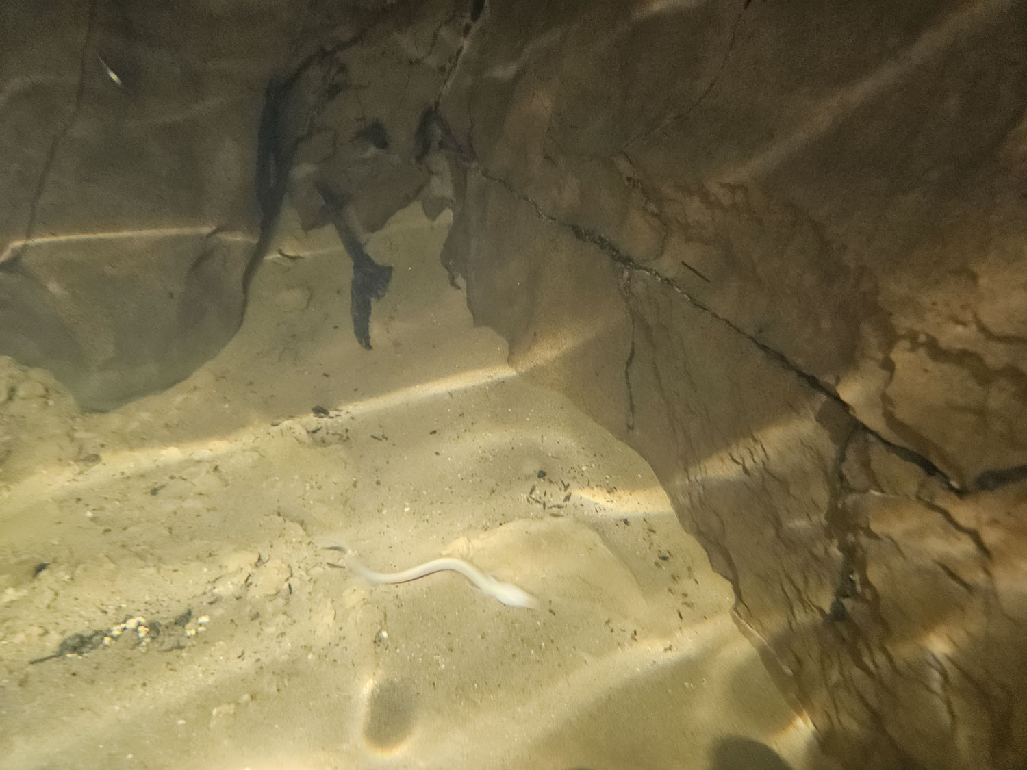 Kristalno čista voda - habitat človeške ribice.